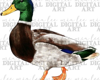 Stockente Ente png Sublimation Design download, handgezeichnetes Tier png, Stockente Ente png, Stockente Ente png Design, sublimierte Designs herunterladen