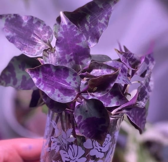 7 + Rare Tradescantia Tinantia Pringlei (aka Mexican Speck