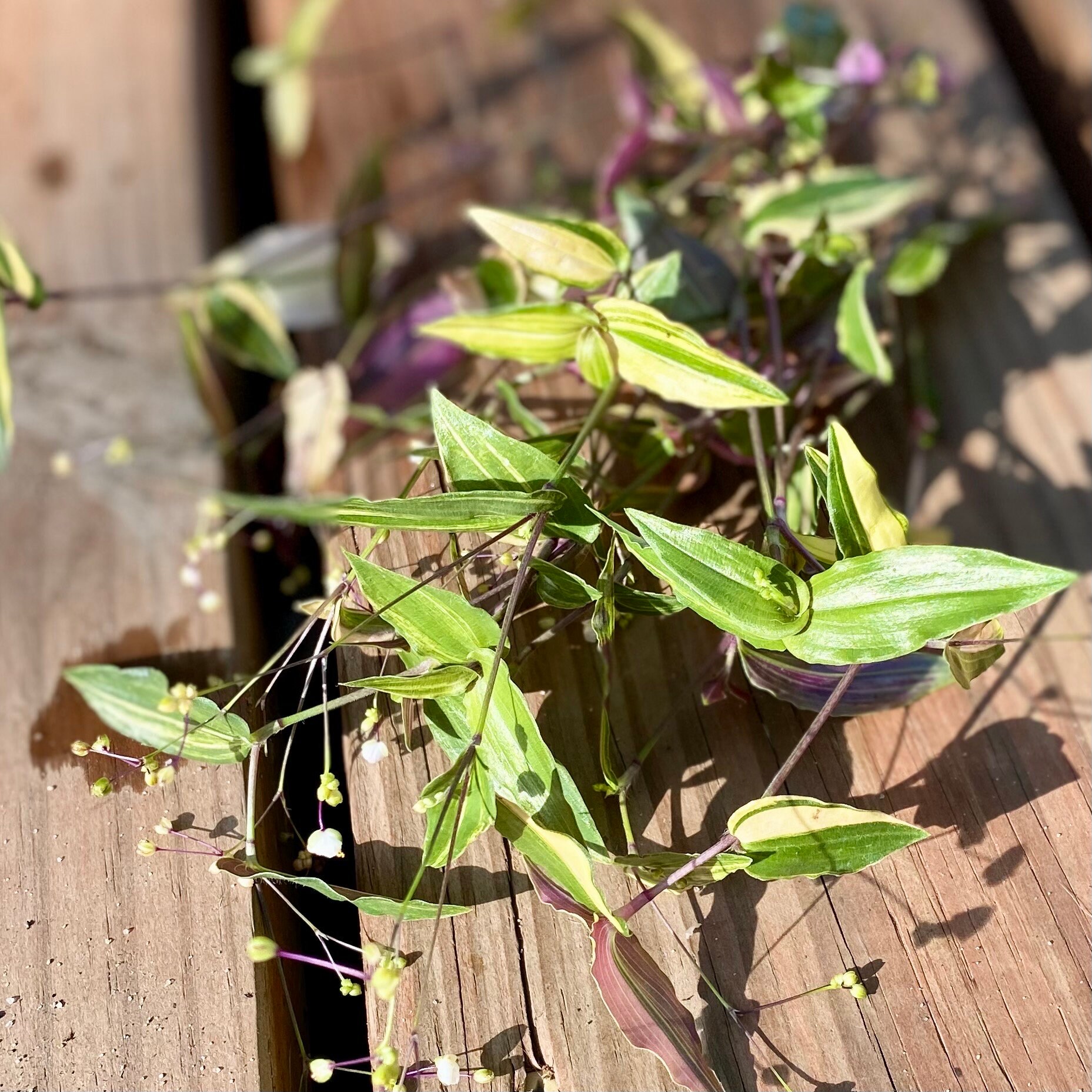 Five Variegated Bridal Veil gibasis Pellucida Tricolor Tradscantia