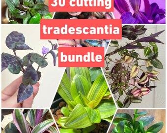 30 cutting tradescantia bundle- at least 17 varieties guaranteed including rare