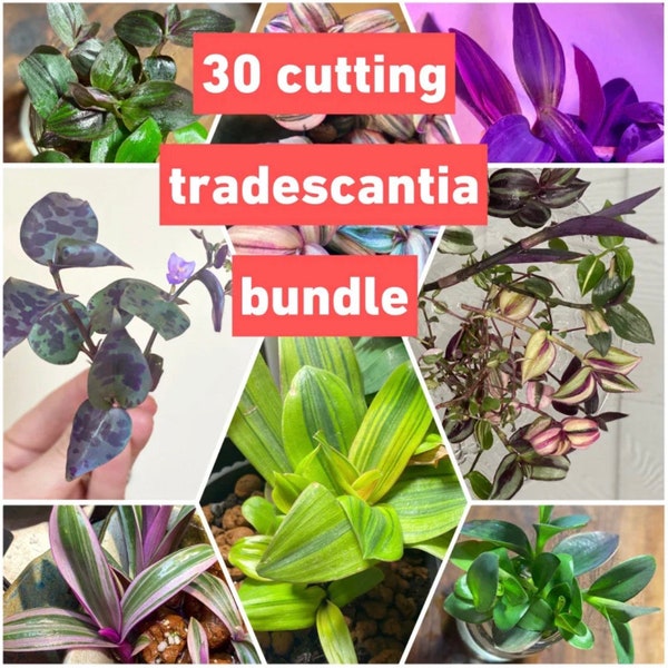 30 cutting tradescantia bundle- at least 17 varieties guaranteed including rare
