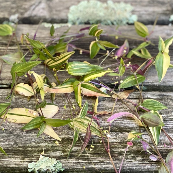 Five variegated bridal veil (Gibasis Pellucida tricolor) tradscantia cuttings