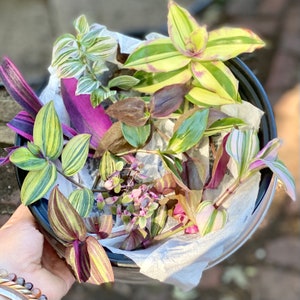 Rare tradescantia colorful variegated rainbow cutting bundle - 9 varieties