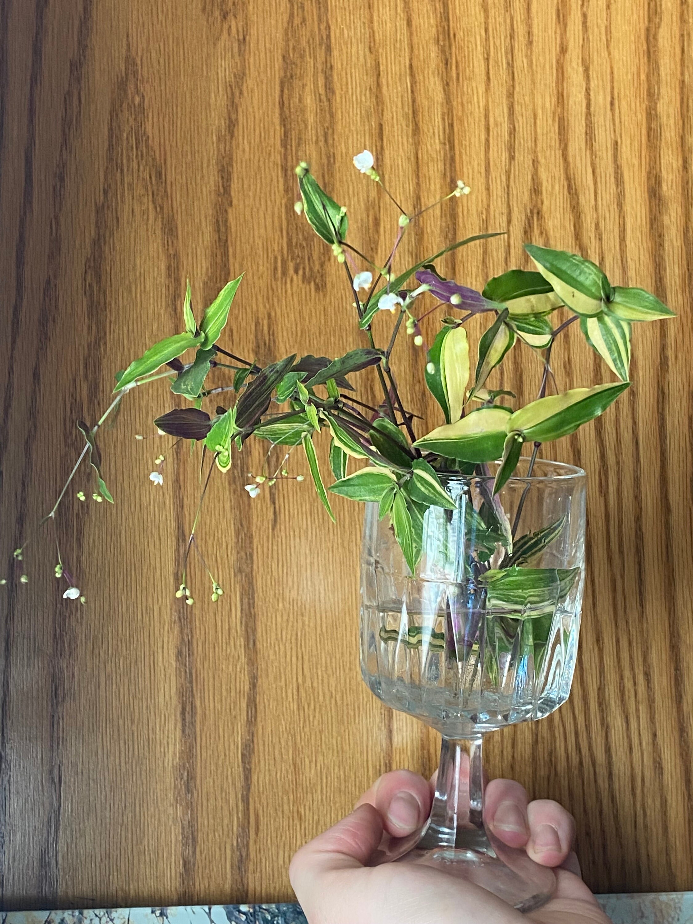 Five Variegated Bridal Veil gibasis Pellucida Tricolor Tradscantia