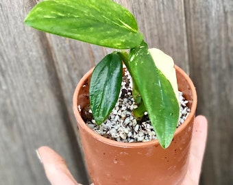 Beautiful high variegation monstera standleyana aurea- rooted in pot