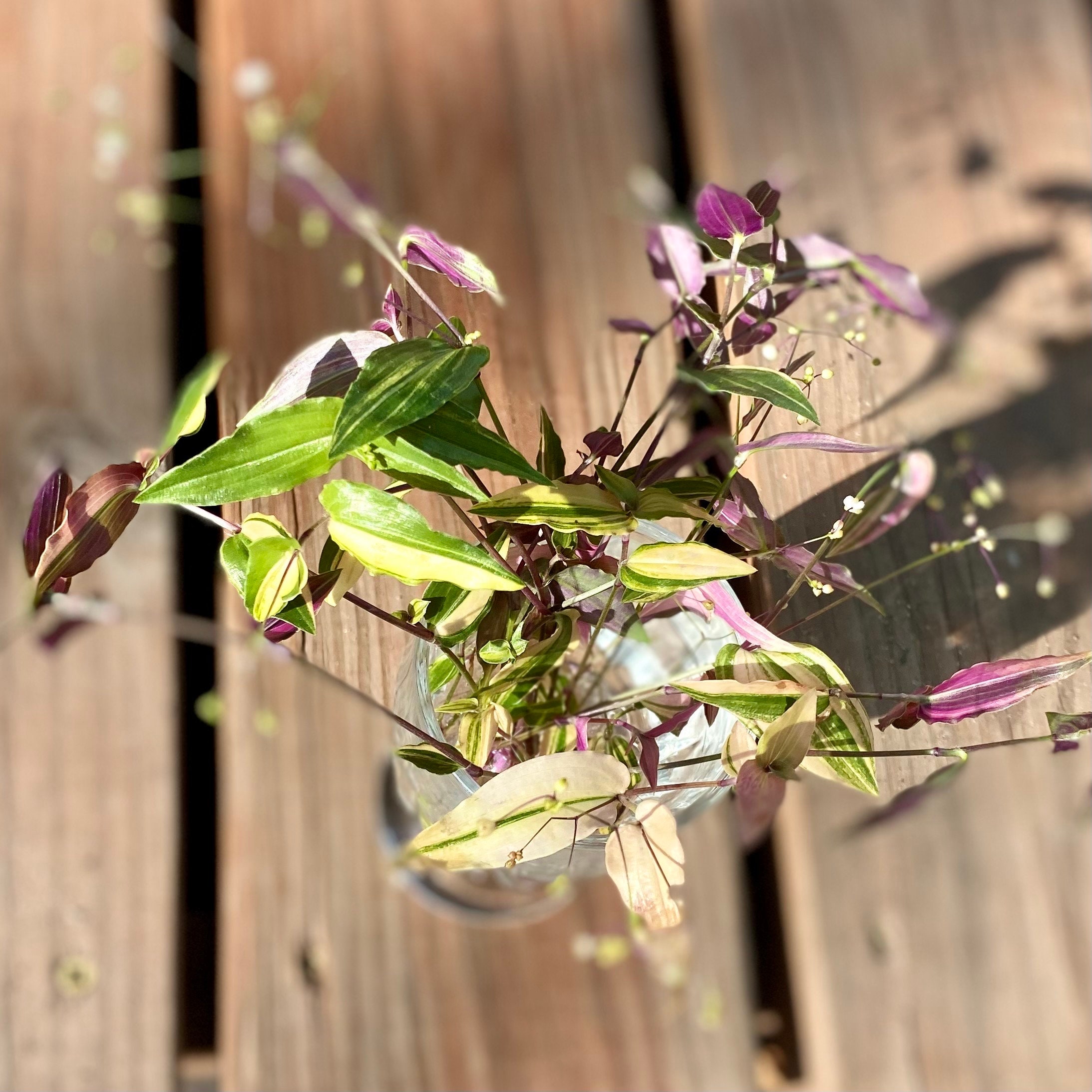 Five Variegated Bridal Veil gibasis Pellucida Tricolor Tradscantia