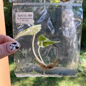Variegated Black velvet pink Alocasia tissue culture