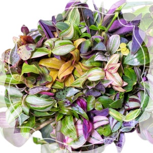 12+ cuttings huge variety tradescantia starter/ cutting bundle- Rare varieties- at least 12 cultivars included in each bundle purchased
