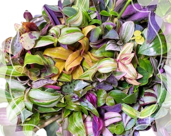 10+ cuttings huge variety tradescantia starter/ cutting bundle- Rare varieties- at least 10 cultivars included in each bundle purchased