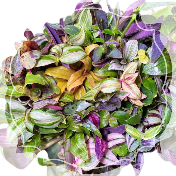 10+ cuttings huge variety tradescantia starter/ cutting bundle- Rare varieties- at least 10 cultivars included in each bundle purchased