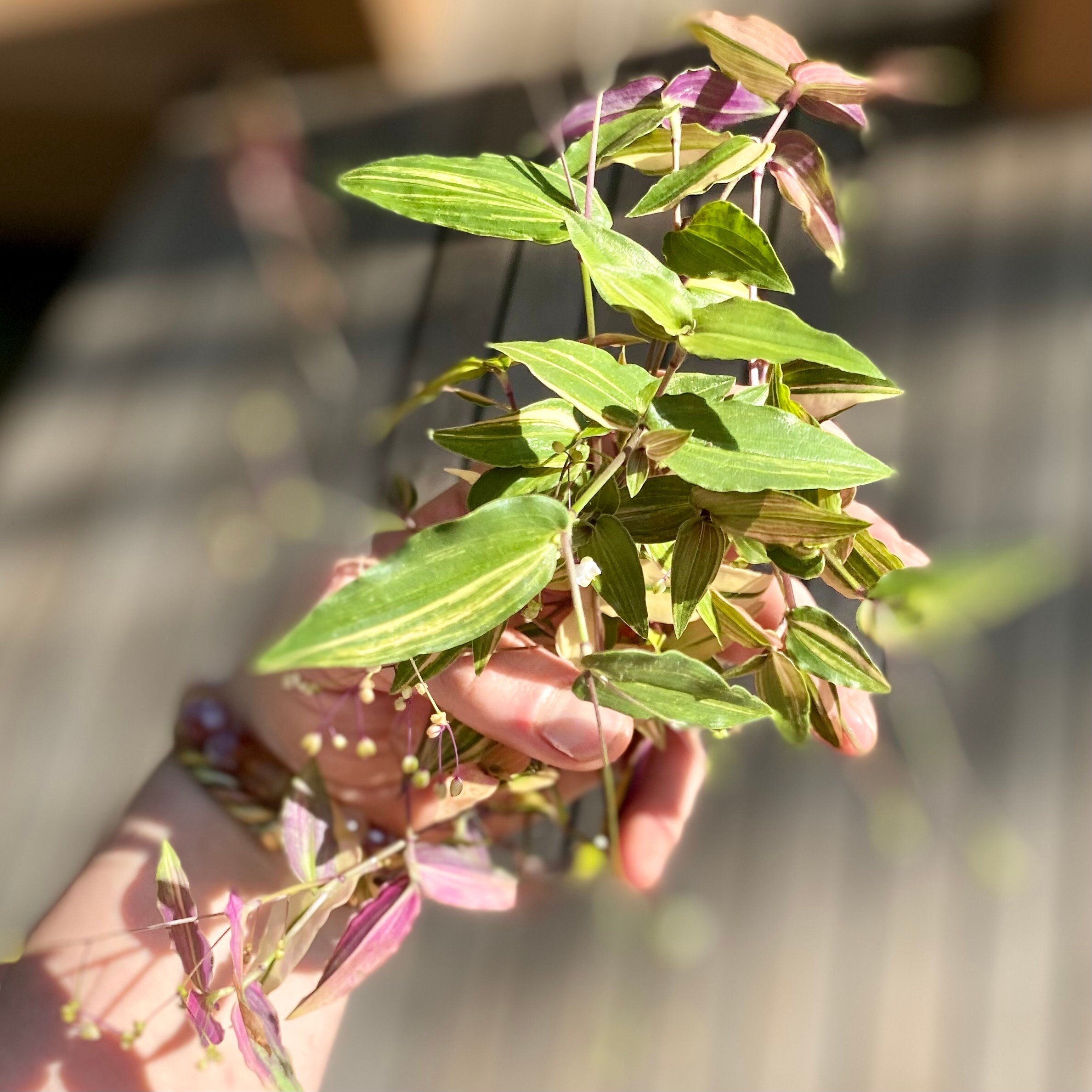 Five Variegated Bridal Veil gibasis Pellucida Tricolor Tradscantia