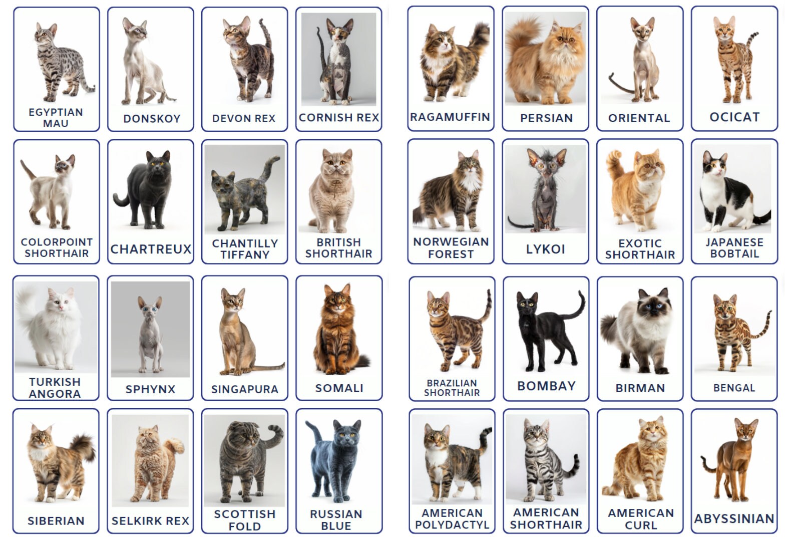 Perfectly adorable, 32 Cat Species flashcards for kids and toddlers, Montessori inspired fun for preschoolers