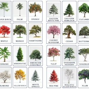 32 PNG Trees, Real Pictures, Montessori Cards, Nomenclature Flashcards, Kids Educational Printable Cards, Preschool and Montessori