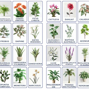 Título: Descubra los tipos de plantas con 32 tarjetas didácticas Montessori, tarjetas didácticas de nomenclatura, tarjetas imprimibles, tarjetas imprimibles para estudiar la naturaleza