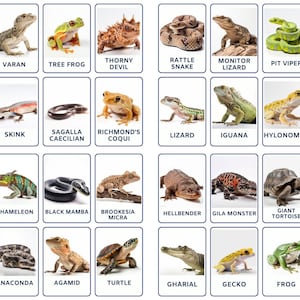 32 Amphibians and Reptiles Photo Flashcards: Amphibians and Reptiles, Printable Flashcards, Science Flashcards, Special Education