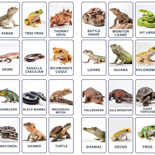 32 Flashcards photo amphibiens et reptiles : amphibiens et reptiles, cartes mémoire imprimables, cartes mémoire scientifiques, éducation spécialisée