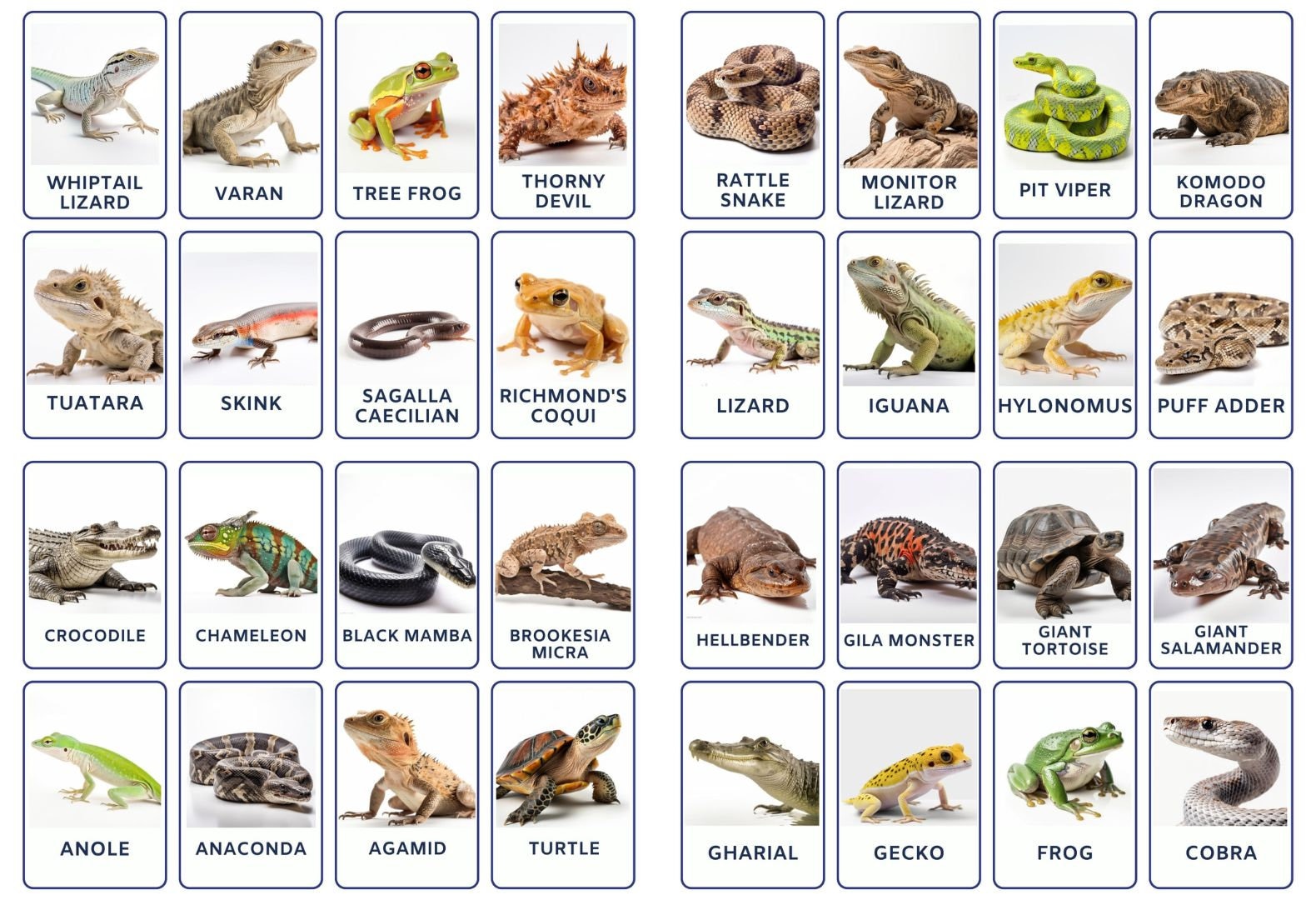 32 Amphibians and Reptiles Photo Flashcards Amphibians and Reptiles
