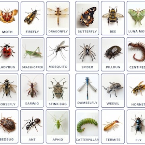 32 PNG Montessori Insects Types Flashcards, Toddlers activity, Nomenclature Printables Real flashcards, Instant Digital Download for Kids