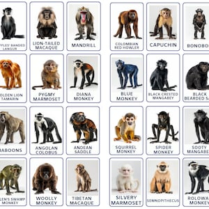 May include: A chart with images of different types of monkeys. Each monkey is labeled with its common name. The chart is divided into four rows and eight columns.