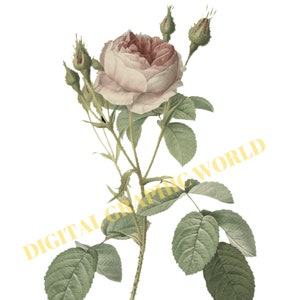 Watercolor Rose Clipart: 10 PNG Images for Card Making (Digital Download)