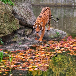 Tiger Wall Art, Print of a Tiger reflected in Lake
