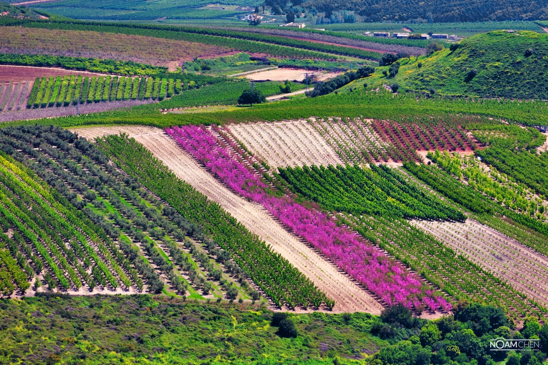 Fields in the Galilee Israel, Colorful Nature in the Holy Land - Etsy
