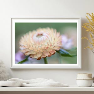 Fotografía «Serenidad de la flor de paja», lámina de edición limitada para decoración de pared