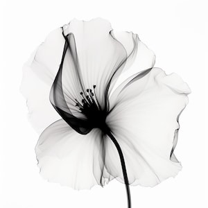 Botanical Radiance: An X-Ray Exploration Inspired
