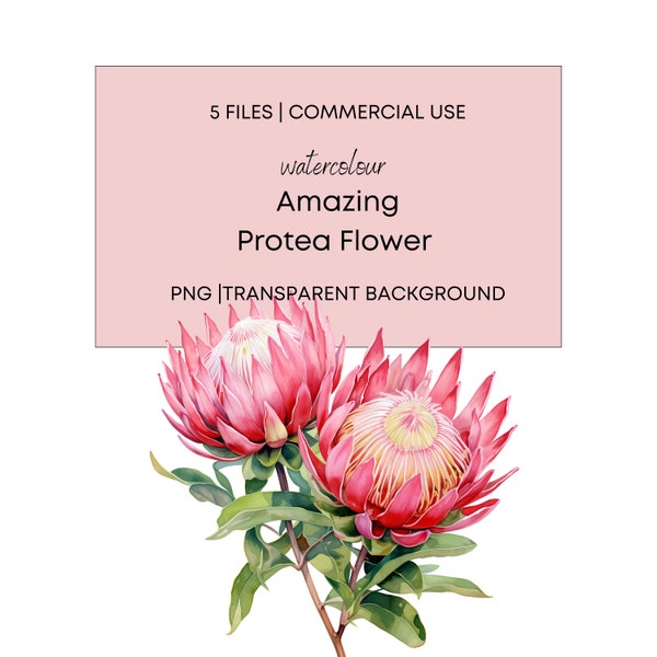 Watercolor Protea Flower, Protea Illustration - 5 High Quality PNG Transparent Background