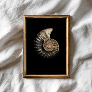 Puede incluir: Una impresión enmarcada que presenta una ilustración detallada de una concha de nautilus. La concha se representa en tonos de marrón, beige y negro sobre un fondo negro sólido. El marco es de color dorado fino, lo que añade un toque de elegancia a la obra de arte.