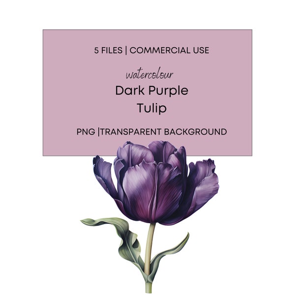 Watercolor Dark Purple Tulip, Tulip Illustration - 5 High Quality PNG Transparent Background