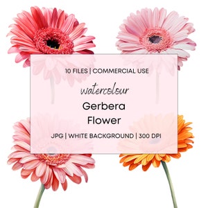 Gerbera Flowers Watercolor, 10 High Quality JPG with White Background