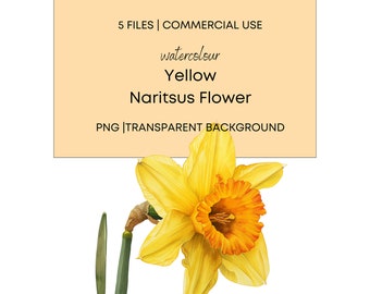 Watercolor Yellow Naritsus Flower, 5 High Quality PNG with Transparent Background