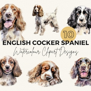 English Cocker Spaniel Dog Clipart | Watercolour English Cocker Spaniel  Clipart Bundle | Watercolour Clipart | Watercolour Scrapbooking