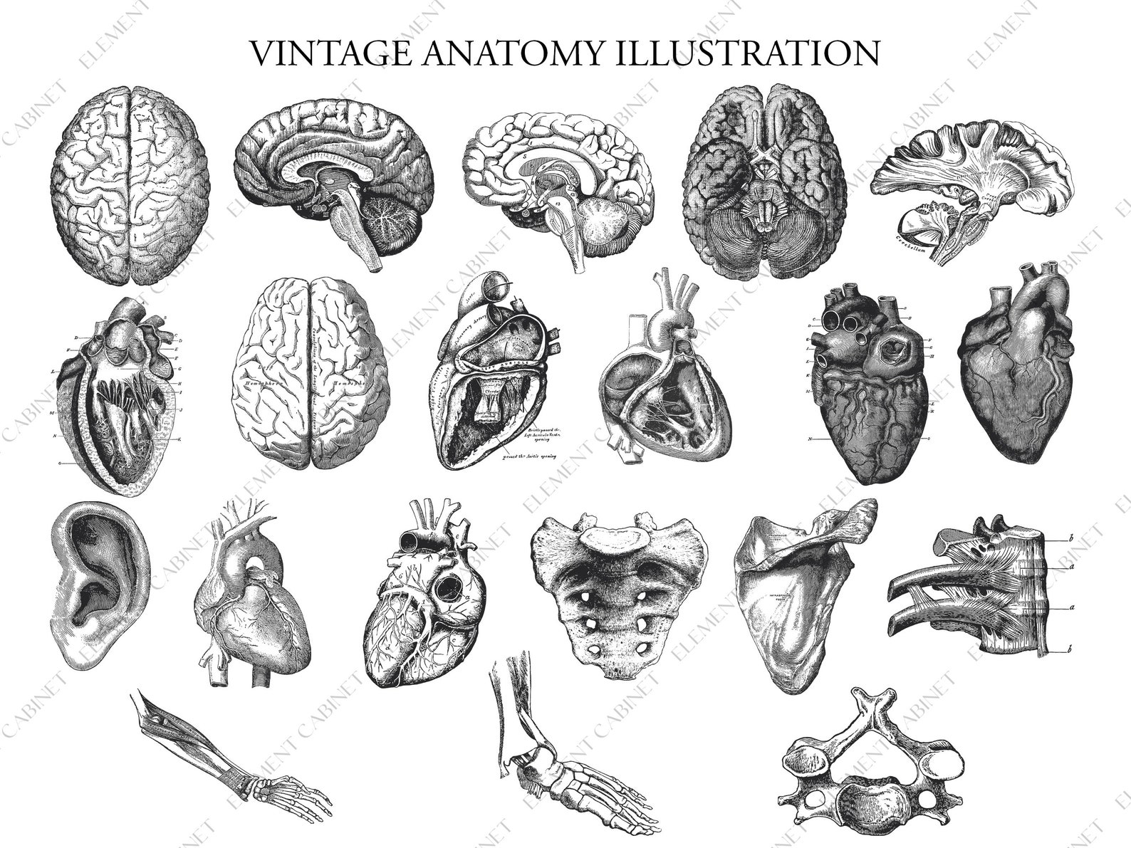 Anatomy Illustration Bundle, Human Body Parts Illustration, Anatomy ...