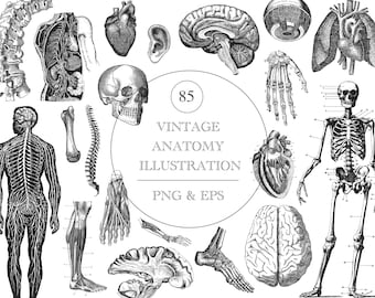 Anatomy Illustration Bundle, Human Body Parts Illustration, Anatomy Clipart, Medical Illustration, Printable PNG, Clipart For Commercial Use
