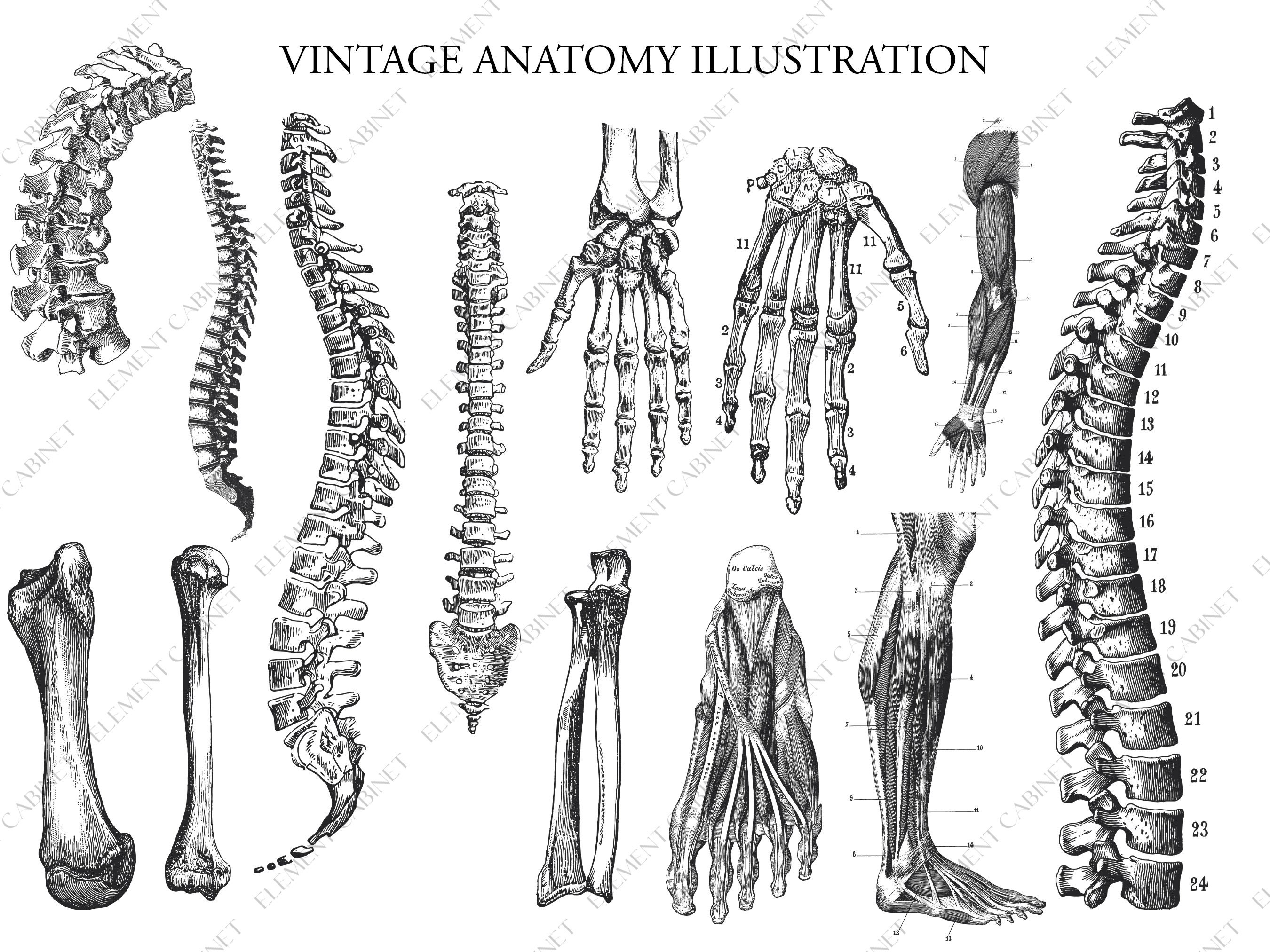 Anatomy Illustration Bundle, Human Body Parts Illustration, Anatomy ...