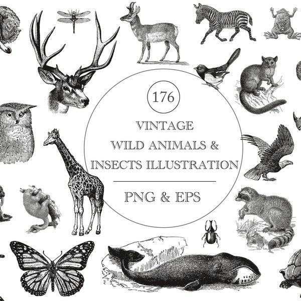 Vintage Wild Animals Illustration Bundle, Wild Insects Illustration ClipArt, Printable PNG, Instant download, Commercial Use, PNG, EPS