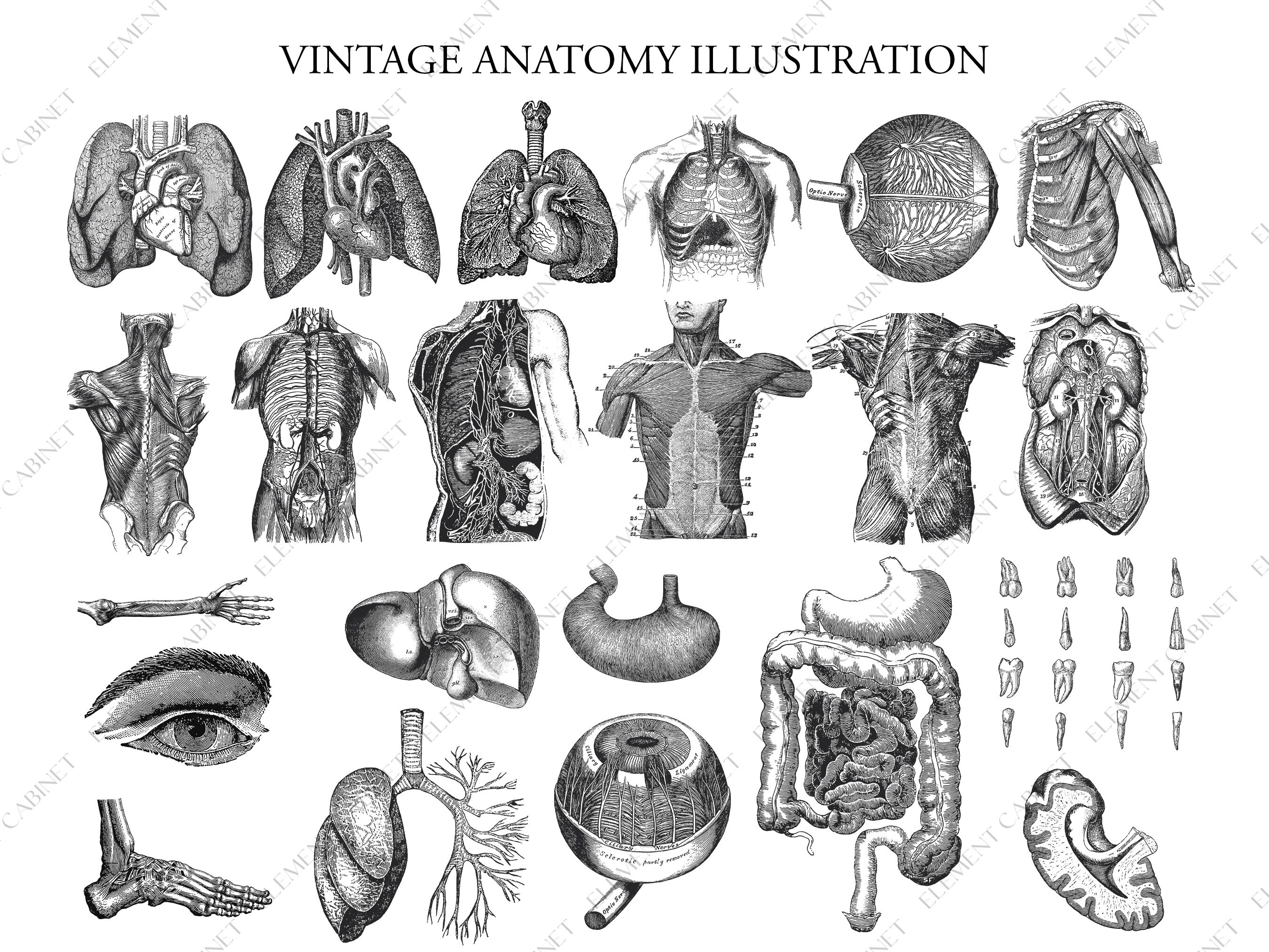 Anatomy Illustration Bundle, Human Body Parts Illustration, Anatomy ...