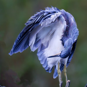Garza azul, agua, FL, pájaro, arte de pared, I-95, garza