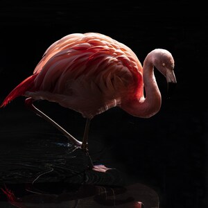 Pink Flamingo, water, FL, Bird, Wall Art, I-95, backlit