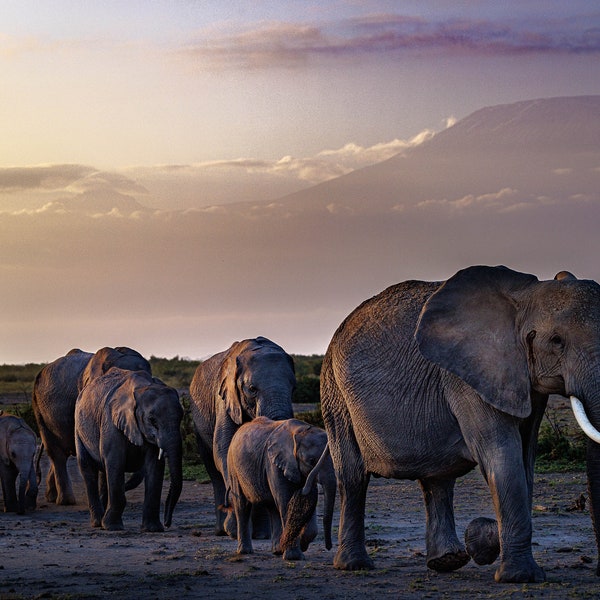 Elephants, Mt. Kilimanjaro, Africa Kenya Plains Amboseli National Parks Wall Art Living Room Dining