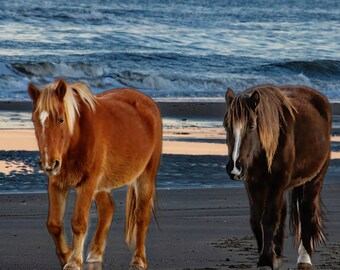 Horses, Outer Banks, OBX, NC, North Carolina, Sunrise, Beach, water,  blue, Corolla Beach, surf, wild horses