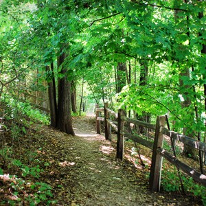 Peaceful treescape