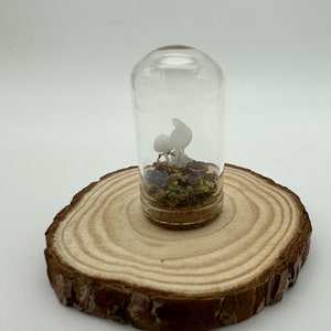 Mushroom Terrarium
