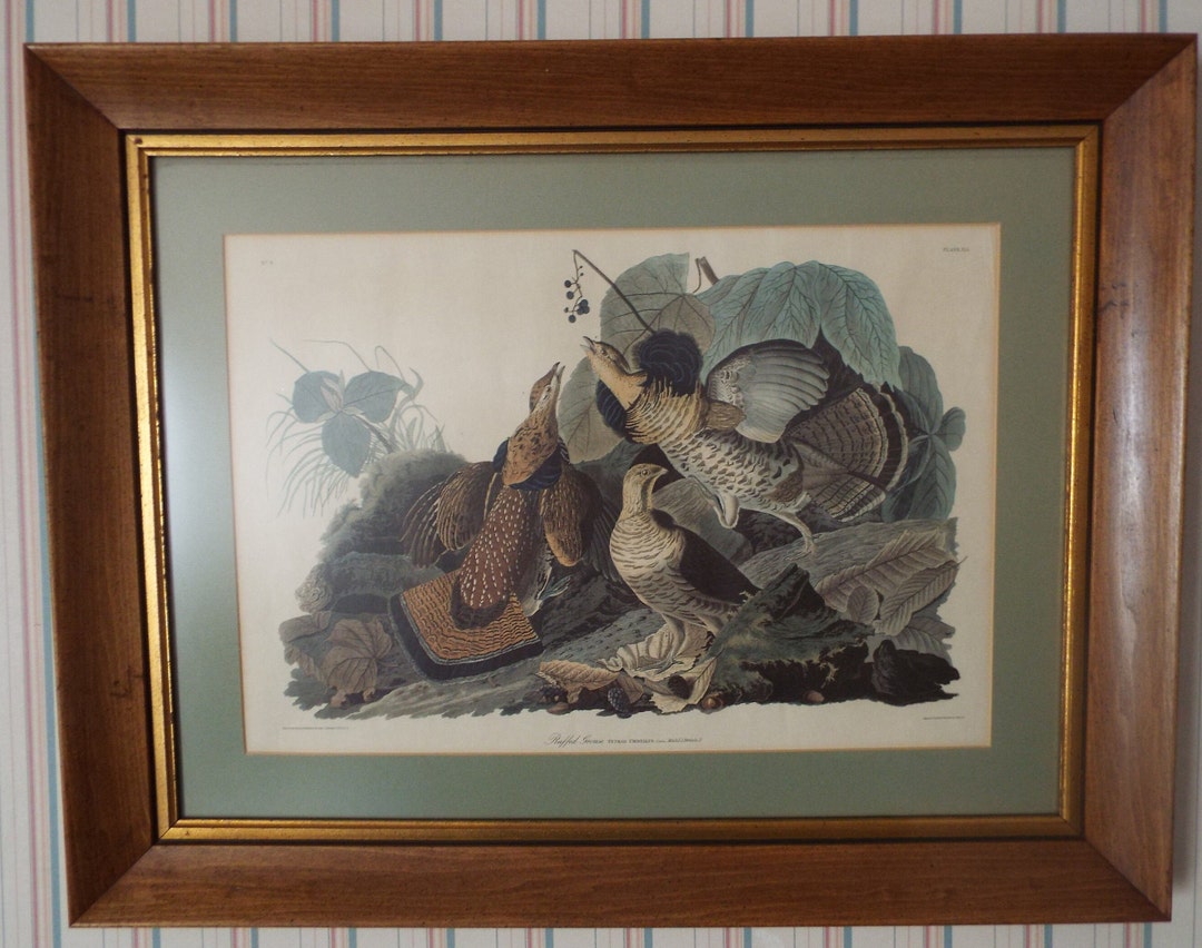Audubon Print Ruffed Grouse in Frame - Etsy