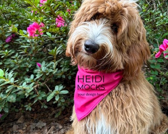 Valentine dog bandana mockup,  Easter mock up, pet bandana mocks, dog pink bandana mockup, golden doodle mockup, pet mockup, pet scarf