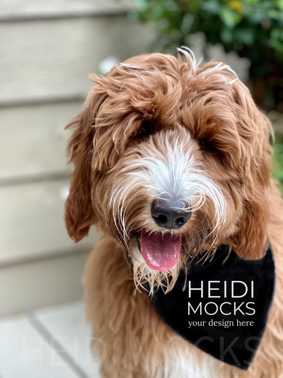 Black Dog Bandana Mockup, Black Bandana Mock Up, Pet Bandana Mocks, Dog Mockup, Golden Doodle