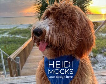 dog bandana mockup, blue bandana mock up, pet bandana mocks, dog mockup, golden doodle mockup, lifestyle mock, dog scarf mock, styled, beach
