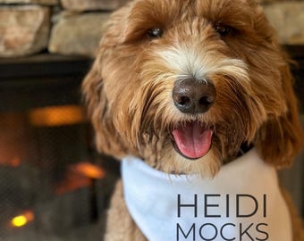 Dog bandana mockup white bandana pet mockup goldendoodle  scarf mockup real dog mockup pet mock white bandana mockup winter dog bandana mock